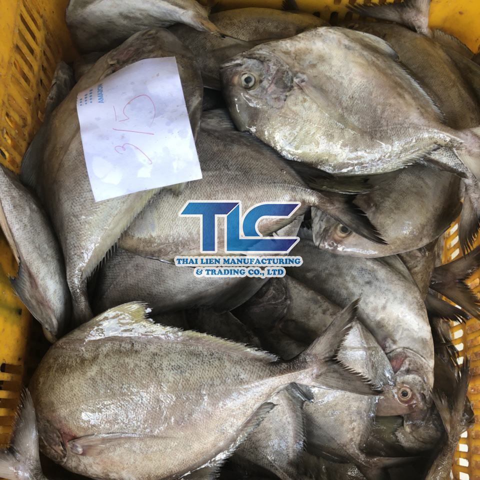 Frozen Black Pomfret Size 3-5 Vietnam Origin