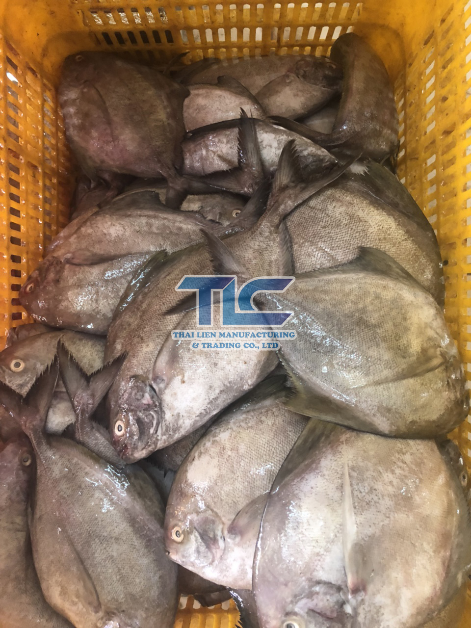 Frozen Black Pomfret Whole Sale - Origin Vietnam - Thai Lien Manufacturing And Trading 3