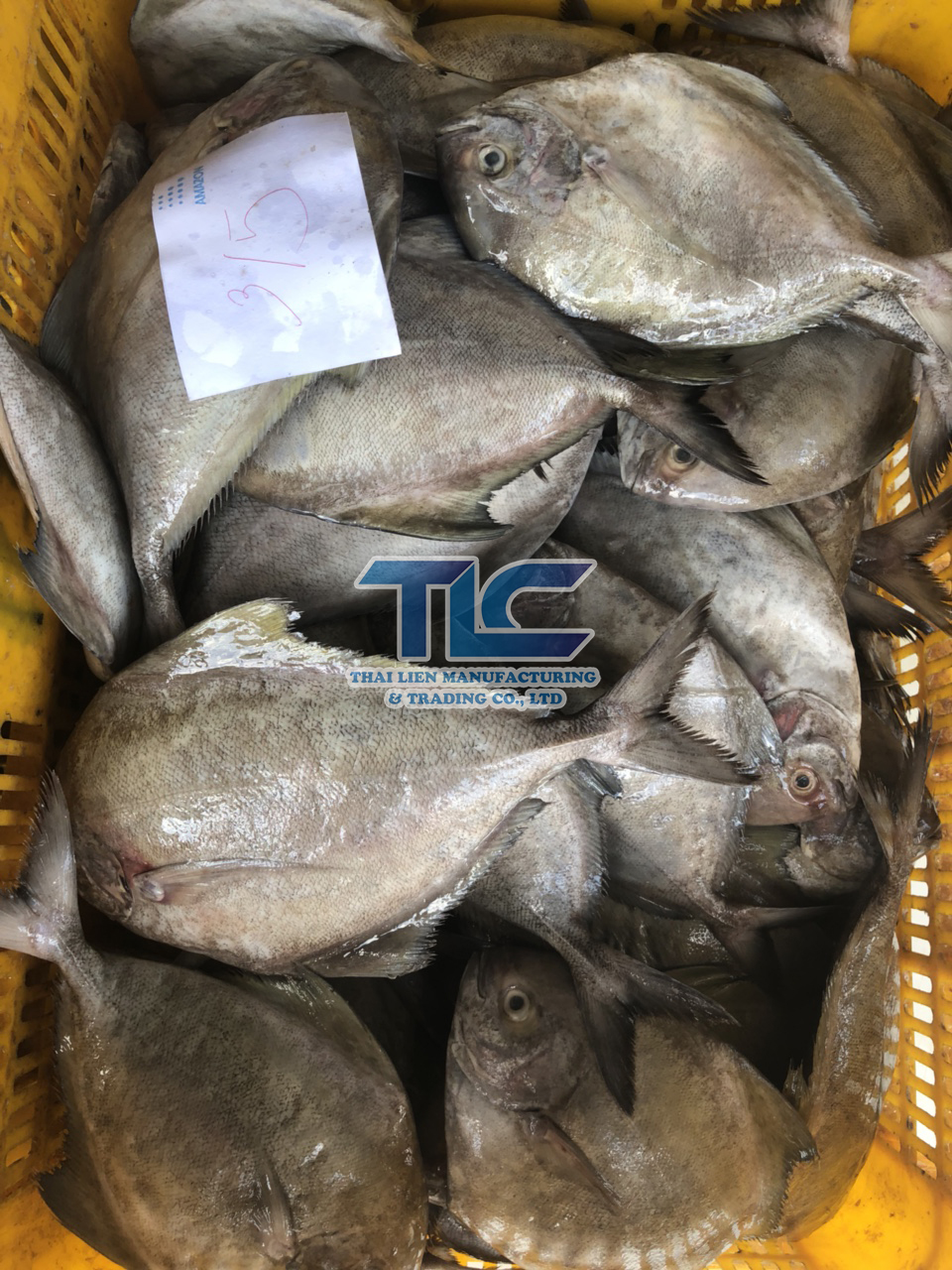 Frozen Black Pomfret Whole Sale - Origin Vietnam - Thai Lien Manufacturing And Trading 4