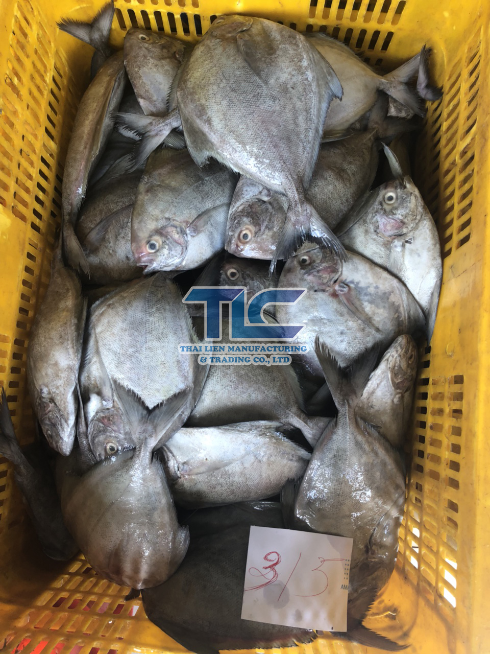 Frozen Black Pomfret Whole Sale - Origin Vietnam - Thai Lien Manufacturing And Trading 5