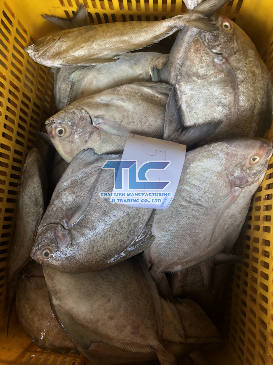 Frozen Black Pomfret Whole Sale - Origin Vietnam - Thai Lien Manufacturing And Trading 7