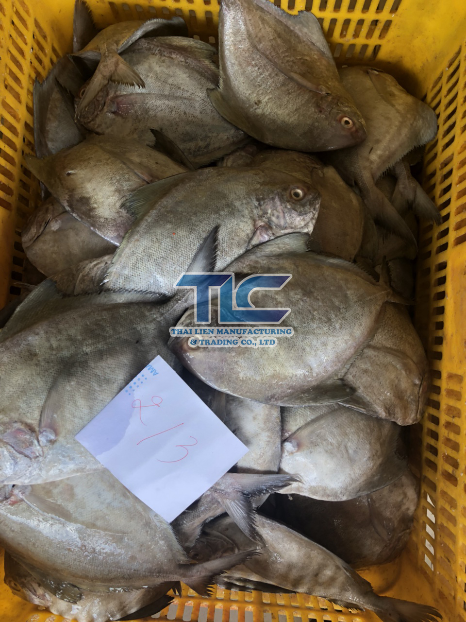 Frozen Black Pomfret Whole Sale - Origin Vietnam - Thai Lien Manufacturing And Trading 8