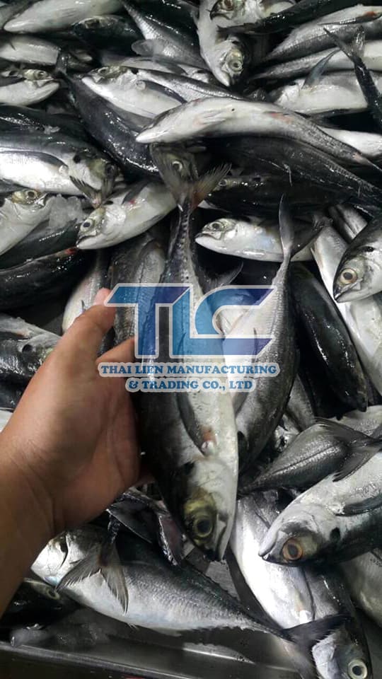 horse mackerel 1