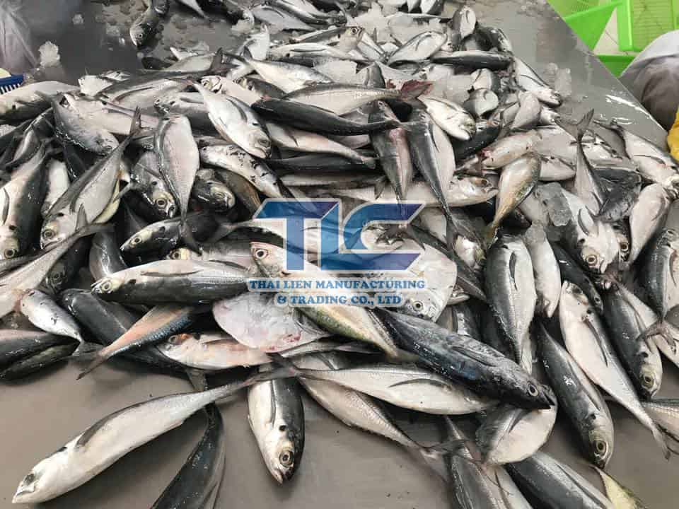 horse mackerel 1