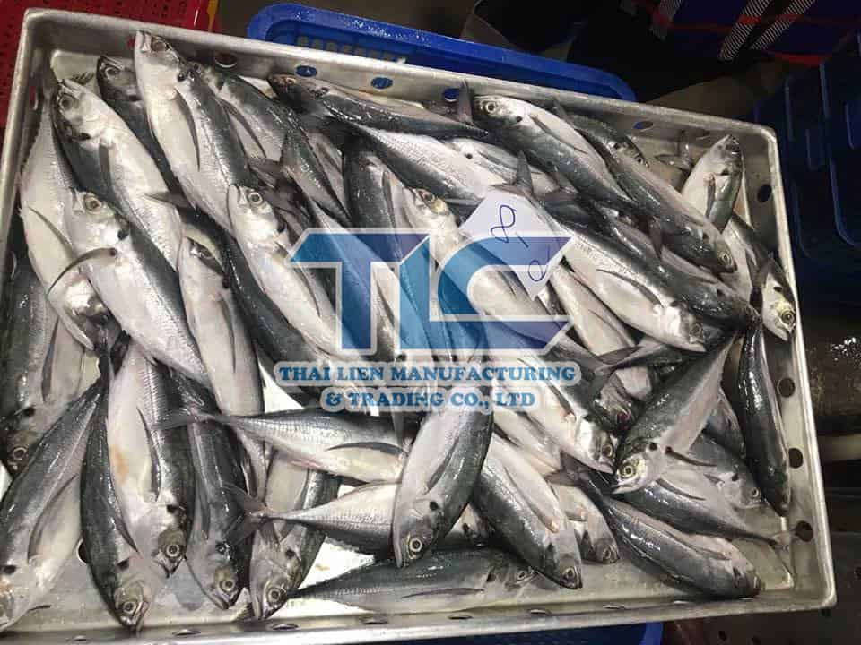 horse mackerel 6-8 nice fish