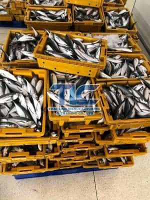 Horse Mackerel