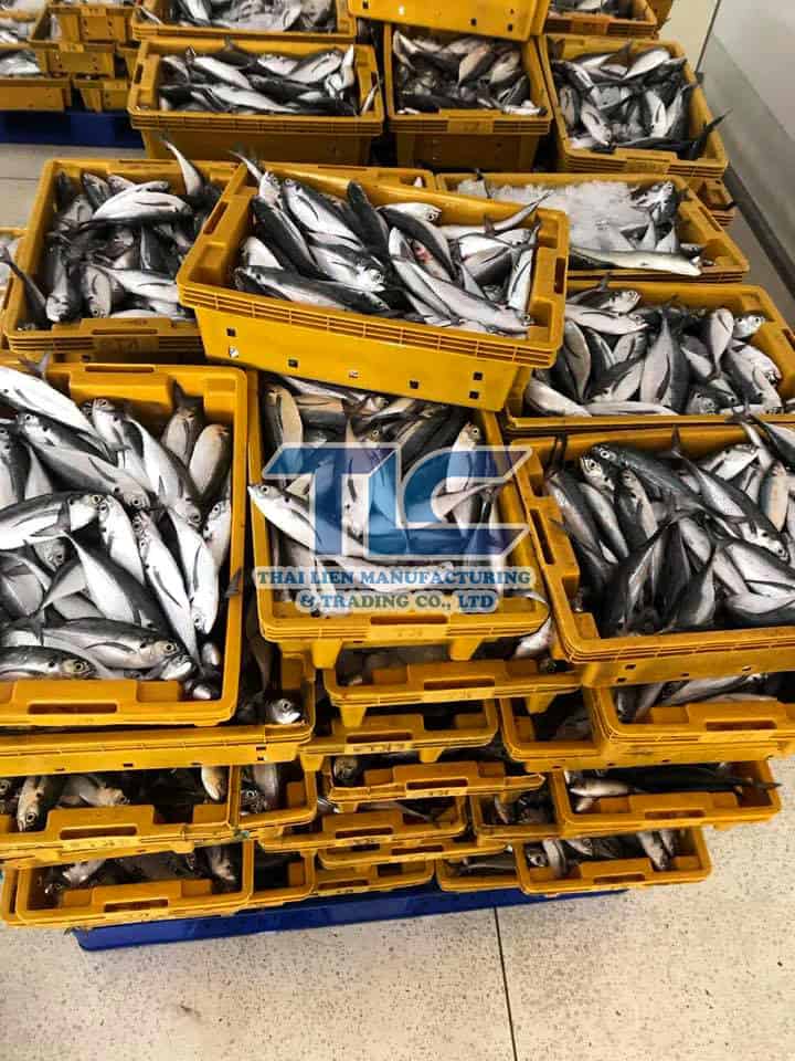 horse mackerel 6