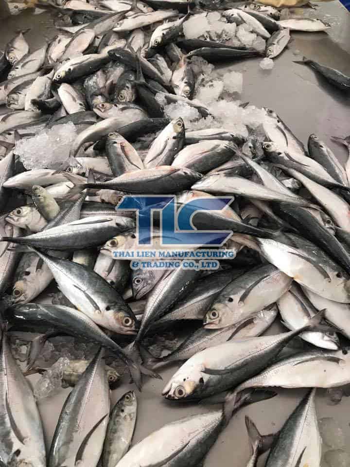 horse mackerel