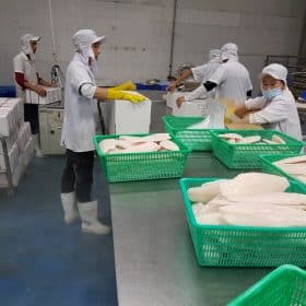 frozen pangasius fillet
