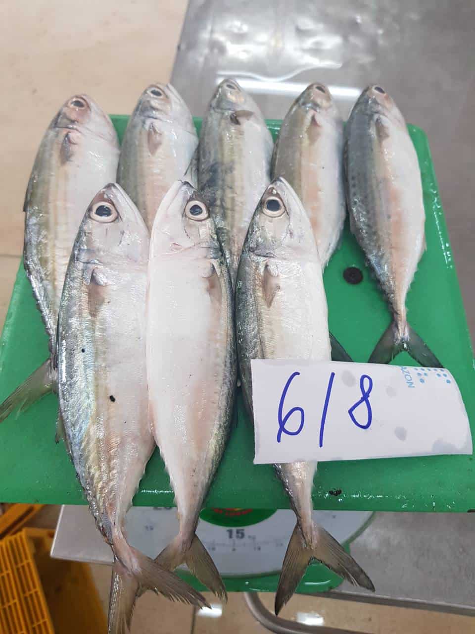 Indian mackerel size 6-8
