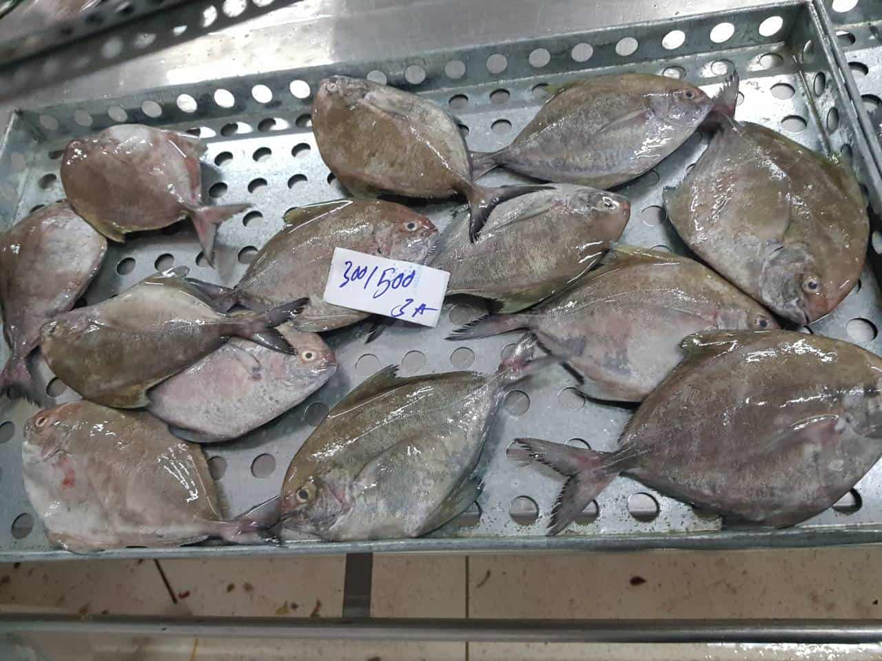 black pomfret size 300-500