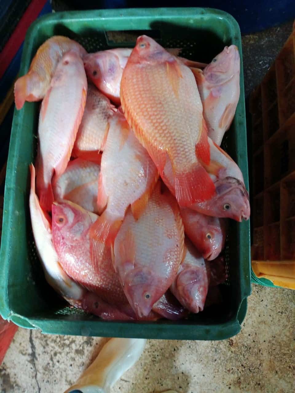 Fish Farming Black Tilapia Fish Red Frozen Fillet Buy Tilapia Fish
