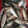 indian mackerel fish