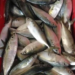 indian mackerel fish