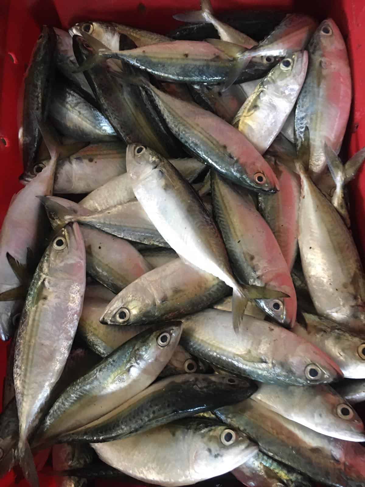 frozen indian mackerel fish indian mackerel fish