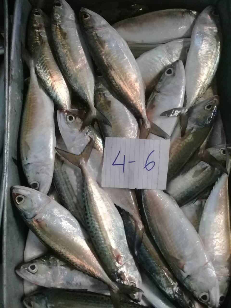 indian mackerel size 4-6
