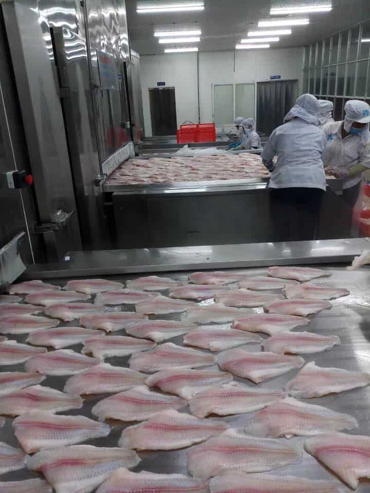 frozen pangasius fillet untrimmed 4