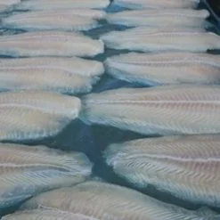 frozen pangasius fillet well trimmed