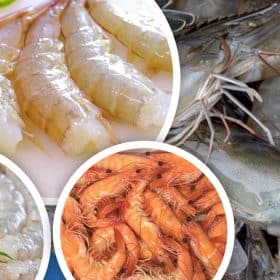 frozen shrimp banner
