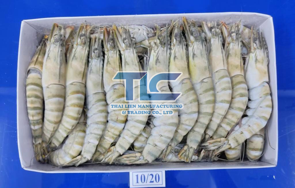 Frozen Black Tiger Shrimp HOSO IQF Size 10-20