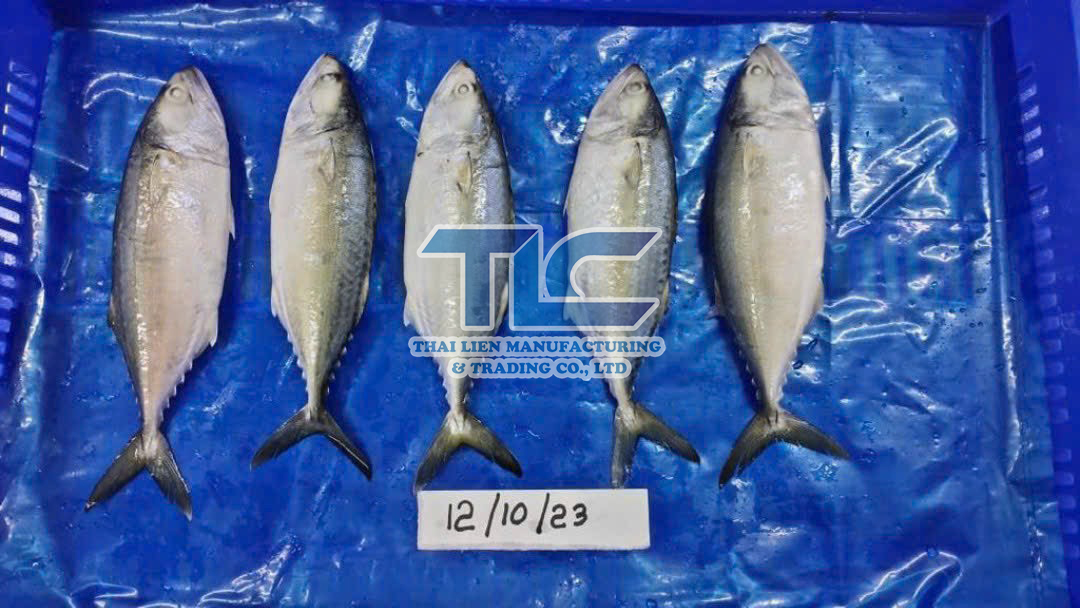 Frozen Indian Mackerel Thai Lien