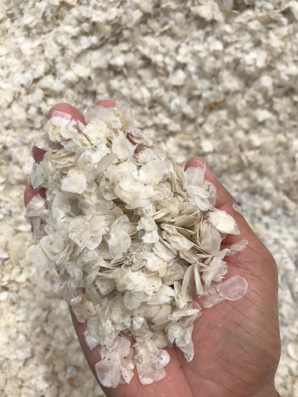Dried Fish Scale Whole Sale - Vietnam Exporter 3